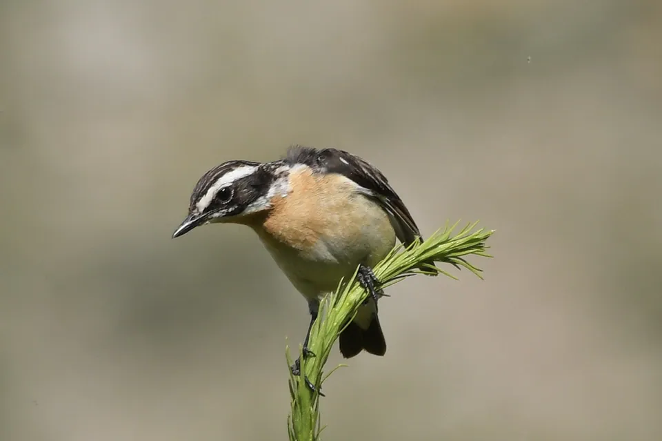 Braunkehlchen (Saxicola rubetra) — Aufnahme 3 aufgenommen in Green Mountain National Forest, Arlington, VT, US, mit Informationen zu Merkmalen und Verbreitung