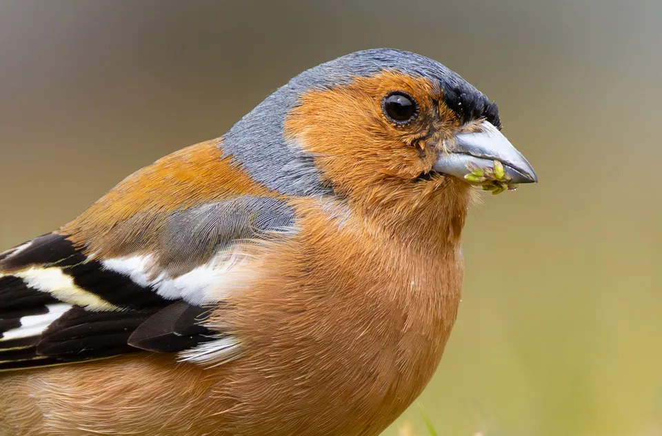 Buchfink (Fringilla coelebs) — Aufnahme 2 aufgenommen in Stoltje Dr, Conroe, TX, US, mit Informationen zu Merkmalen und Verbreitung