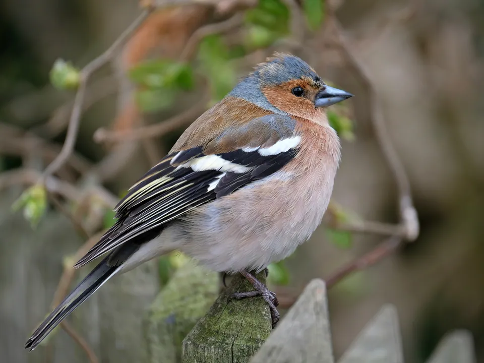Buchfink (Fringilla coelebs) — Aufnahme 3 aufgenommen in Podunajské Biskupice, Slovensko, mit Informationen zu Merkmalen und Verbreitung