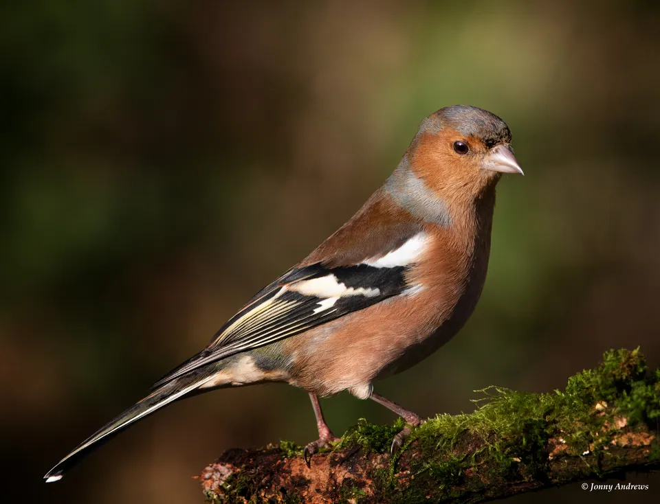 Buchfink (Fringilla coelebs) erkennen — Foto, Gesang und Steckbrief der Vogelart aufgenommen in Rexburg, ID 83460, USA