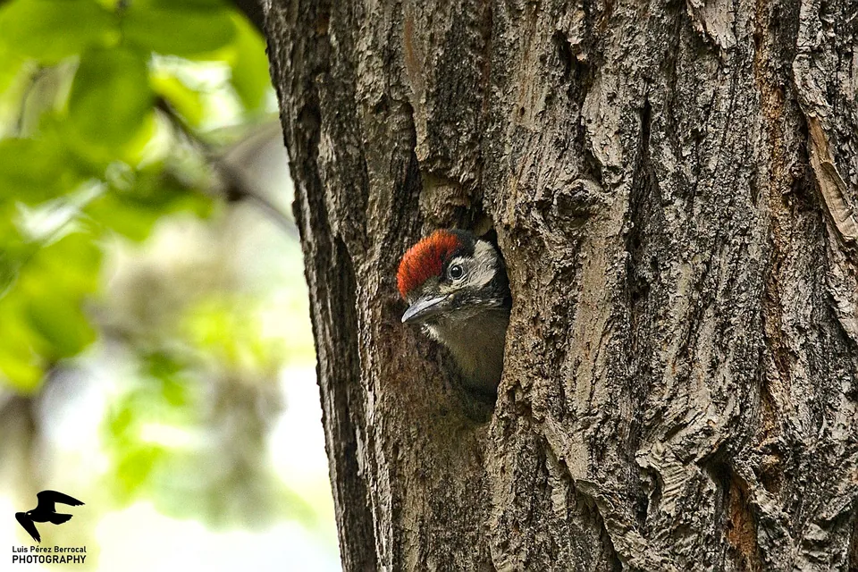 Buntspecht (Dendrocopos major) — Aufnahme 3 aufgenommen in Ścinawa Polska, mit Informationen zu Merkmalen und Verbreitung