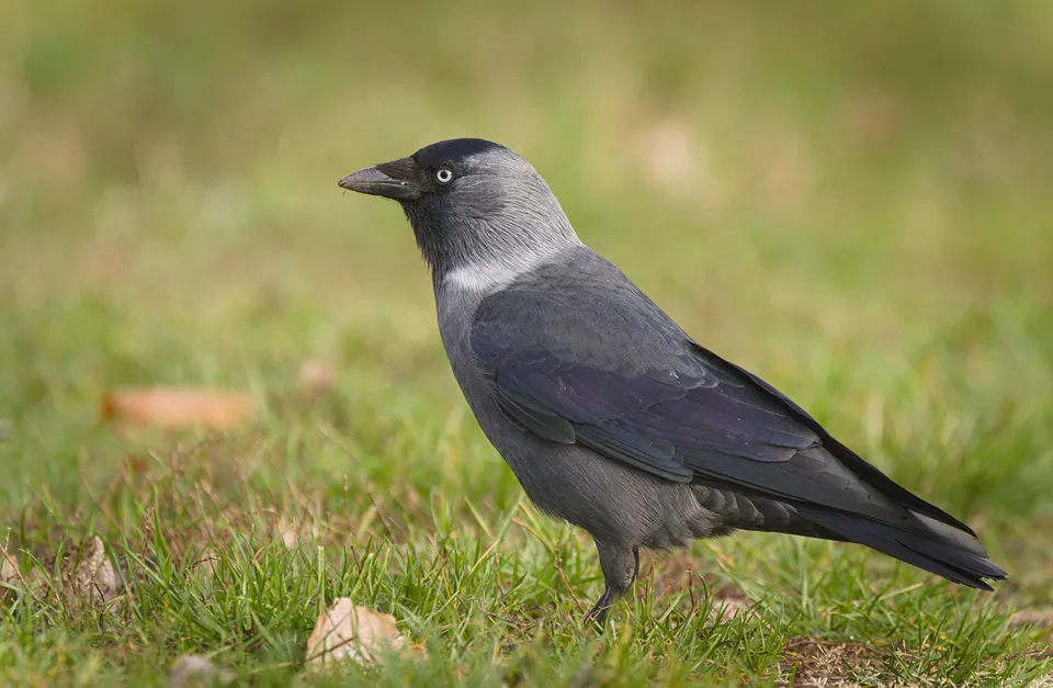Dohle (Coloeus monedula) — Aufnahme 3 aufgenommen in Dho 21400, Nepal, mit Informationen zu Merkmalen und Verbreitung