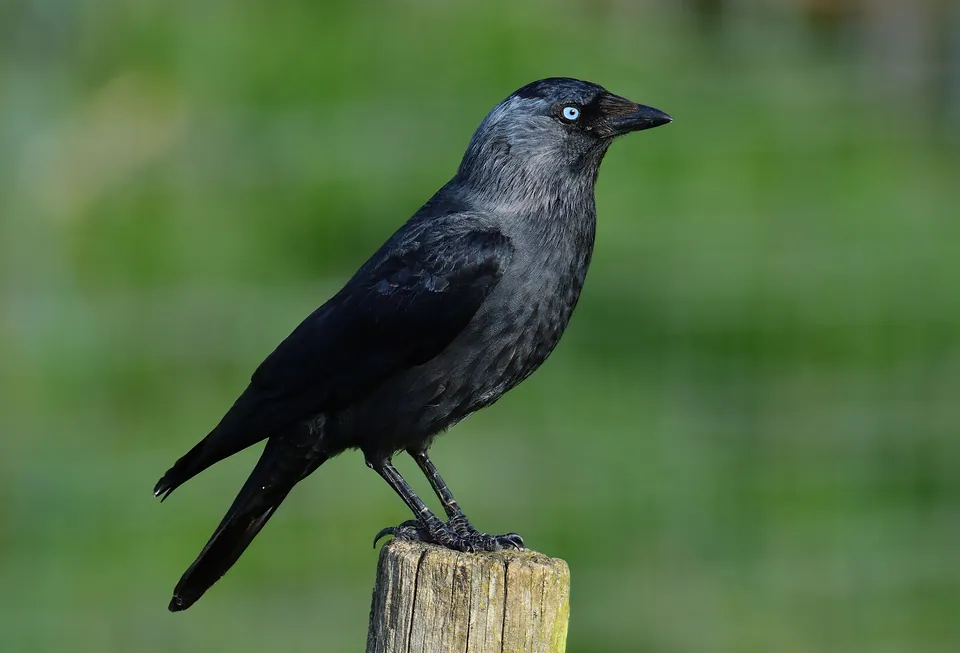 Dohle (Coloeus monedula) erkennen — Foto, Gesang und Steckbrief der Vogelart
