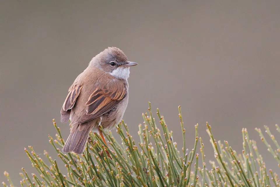 Dorngrasmücke (Curruca communis) erkennen — Foto, Gesang und Steckbrief der Vogelart aufgenommen in Trins Kleiseler Hof, 6152, Österreich