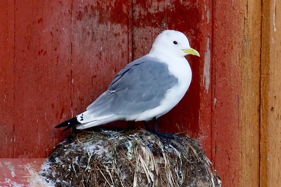 Dreizehenmöwe (Rissa tridactyla) — Aufnahme 3 aufgenommen in Zavoi, Romania, mit Informationen zu Merkmalen und Verbreitung