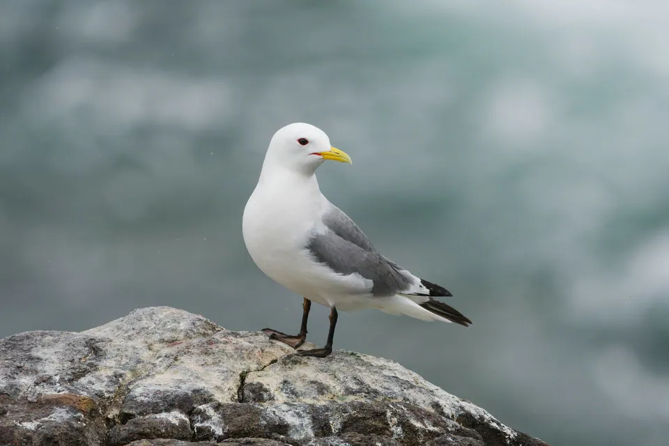 Dreizehenmöwe (Rissa tridactyla) erkennen — Foto, Gesang und Steckbrief der Vogelart aufgenommen in Кам'янський район, Черкаська область, Україна