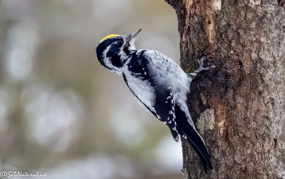Dreizehenspecht (Picoides tridactylus) erkennen — Foto, Gesang und Steckbrief der Vogelart aufgenommen in 13th and Lincoln -The Library, Steamboat Springs, CO 80487, USA