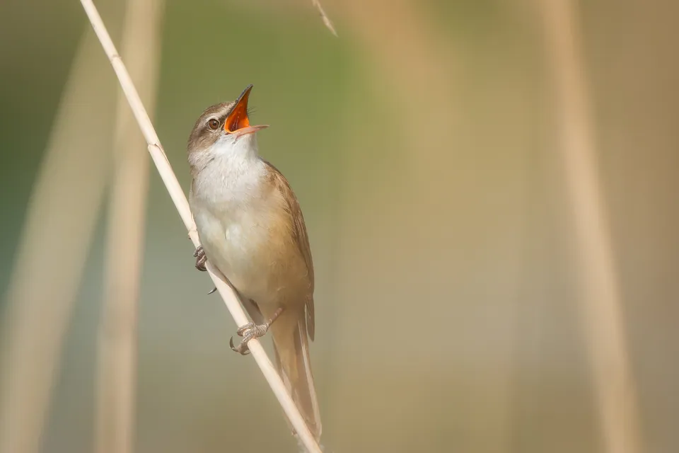 Drosselrohrsänger (Acrocephalus arundinaceus) — Aufnahme 2 aufgenommen in Chilmington Works, Chilmington Works, Chilmington Green, Great Chart, Ashford TN23 3DR, UK, mit Informationen zu Merkmalen und Verbreitung