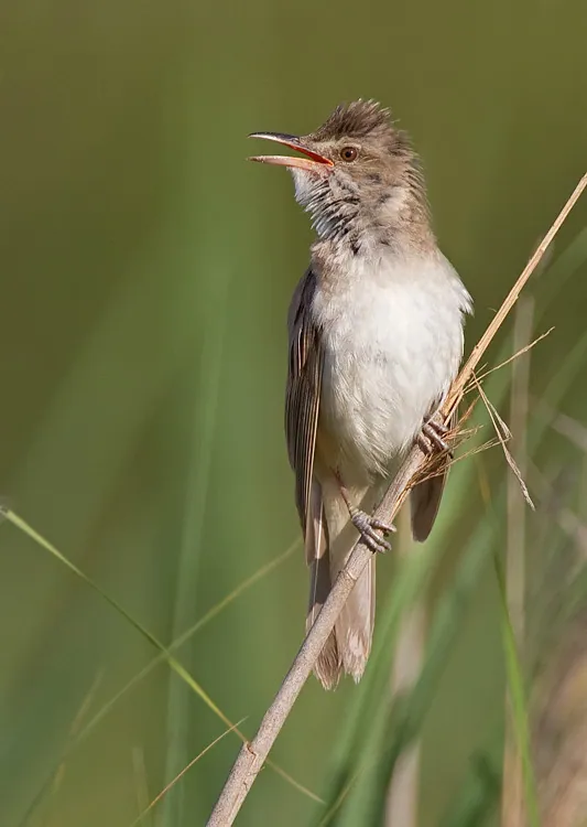Drosselrohrsänger (Acrocephalus arundinaceus) — Aufnahme 3 aufgenommen in 60700 Fleurines, France, mit Informationen zu Merkmalen und Verbreitung