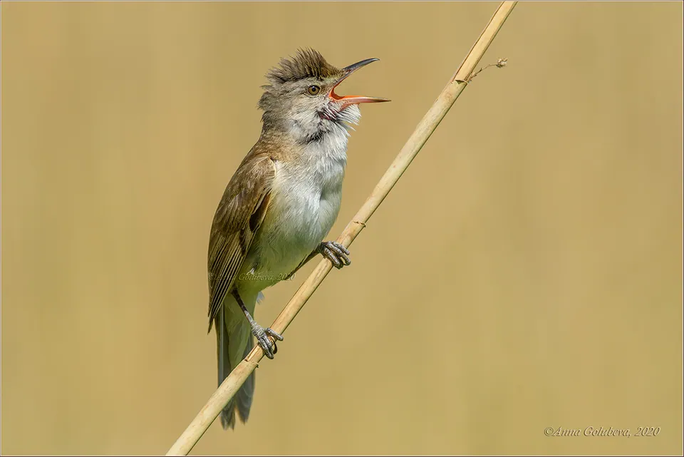 Drosselrohrsänger (Acrocephalus arundinaceus) erkennen — Foto, Gesang und Steckbrief der Vogelart aufgenommen in Ag. Nikolaos, Larnaka, Cyprus