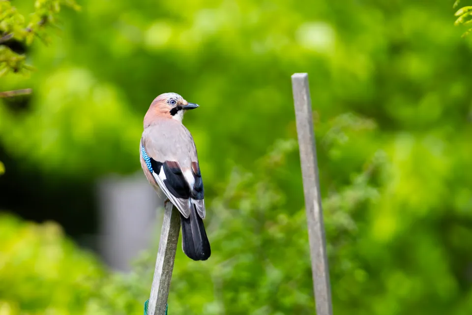 Eichelhäher (Garrulus glandarius) — Aufnahme 2 aufgenommen in Huesca, Spanje, mit Informationen zu Merkmalen und Verbreitung