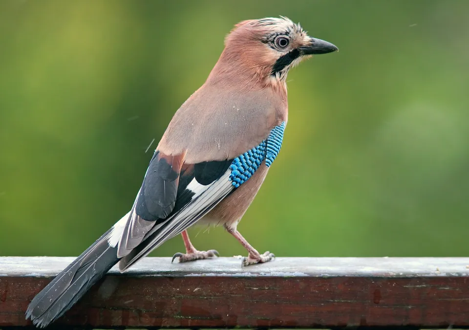 Eichelhäher (Garrulus glandarius) erkennen — Foto, Gesang und Steckbrief der Vogelart aufgenommen in Quinn Administration Building, Dorchester, MA 02125, USA