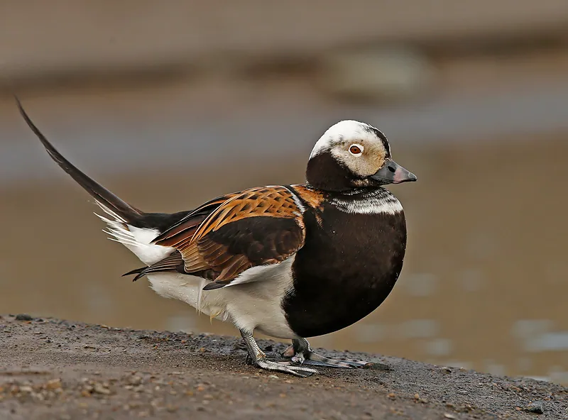 Eisente (Clangula hyemalis) erkennen — Foto, Gesang und Steckbrief der Vogelart aufgenommen in Aquarena Springs Dr, San Marcos, TX, US