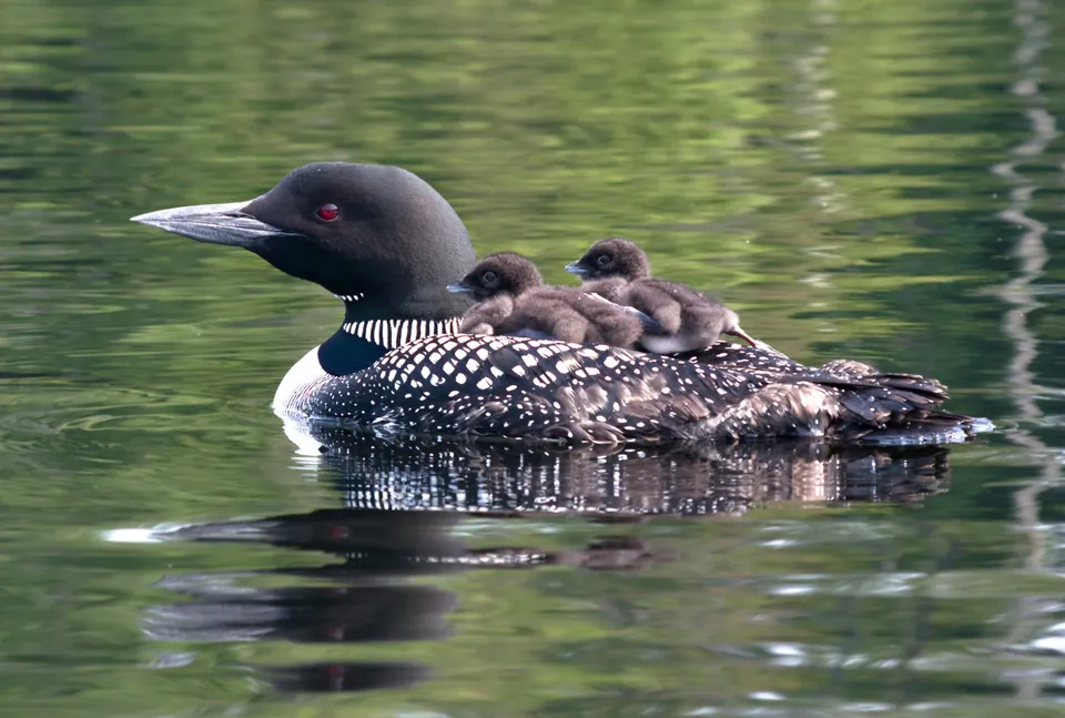 Eistaucher (Gavia immer) erkennen — Foto, Gesang und Steckbrief der Vogelart aufgenommen in S/S of 13th E of Polk, Eugene, OR 97402, USA