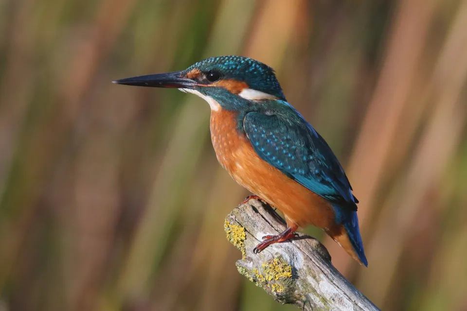 Eisvogel (Alcedo atthis) erkennen — Foto, Gesang und Steckbrief der Vogelart aufgenommen in El Dorado County, CA, USA