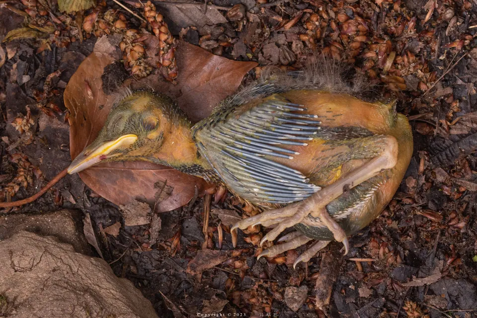 Elster (Pica pica) — Aufnahme 2 aufgenommen in Peterborough County, ON, Canada, mit Informationen zu Merkmalen und Verbreitung