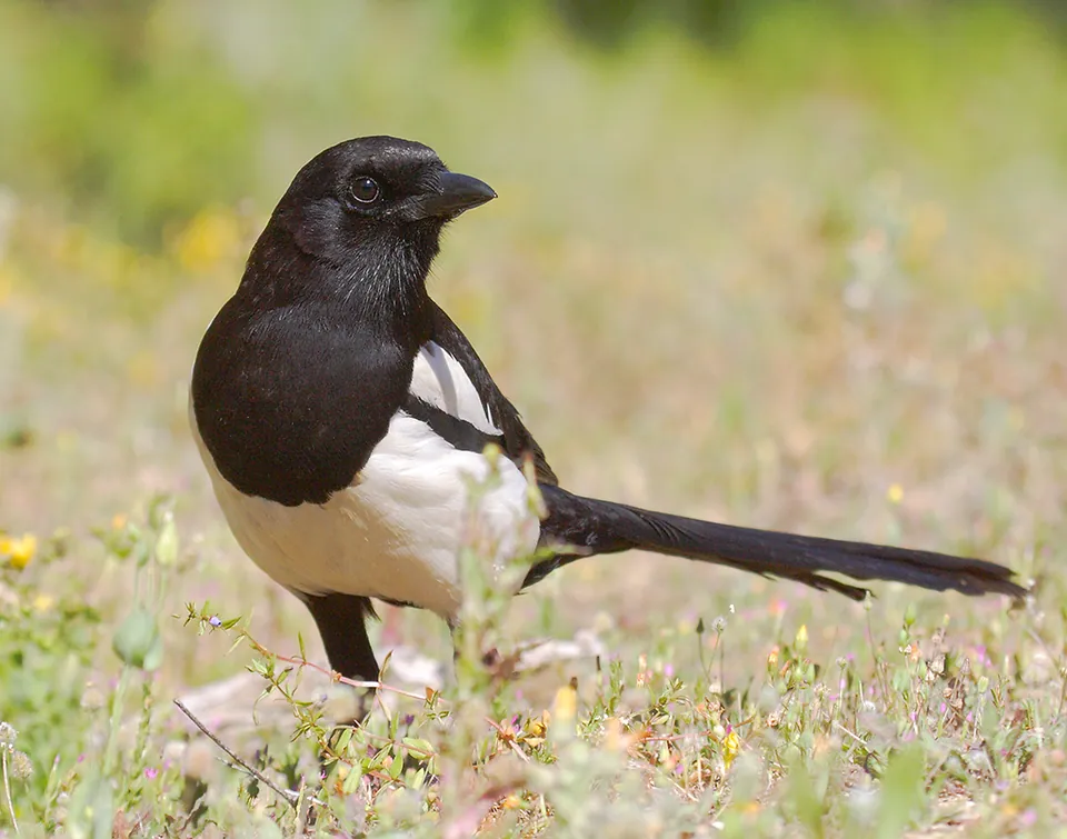 Elster (Pica pica) erkennen — Foto, Gesang und Steckbrief der Vogelart