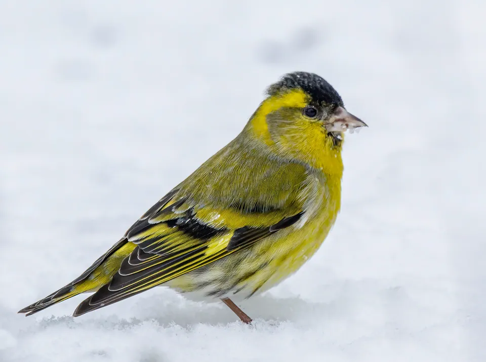 Erlenzeisig (Spinus spinus) — Aufnahme 2 aufgenommen in Деснянский район, Киев, Украина, 02000, mit Informationen zu Merkmalen und Verbreitung