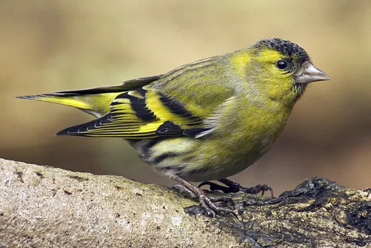 Erlenzeisig (Spinus spinus) — Aufnahme 3 aufgenommen in Long Island, New York, NY, US, mit Informationen zu Merkmalen und Verbreitung
