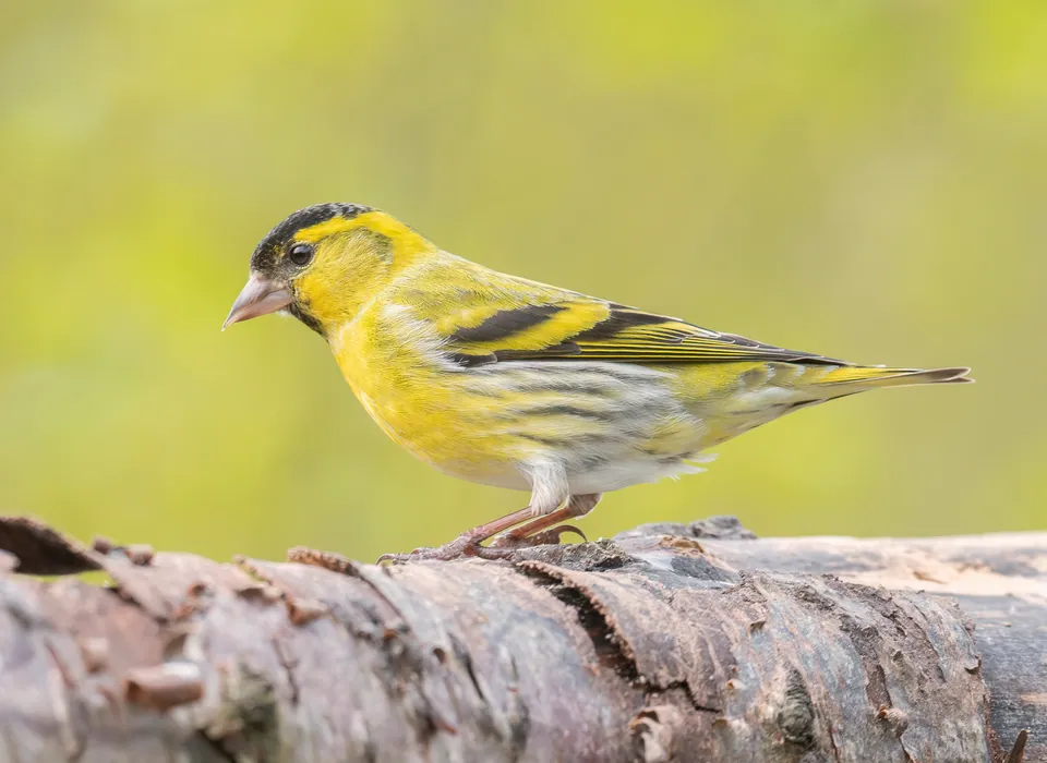 Erlenzeisig (Spinus spinus) erkennen — Foto, Gesang und Steckbrief der Vogelart aufgenommen in Pszów, Krzyżkowice Działki, 44-370 Pszów, Polska