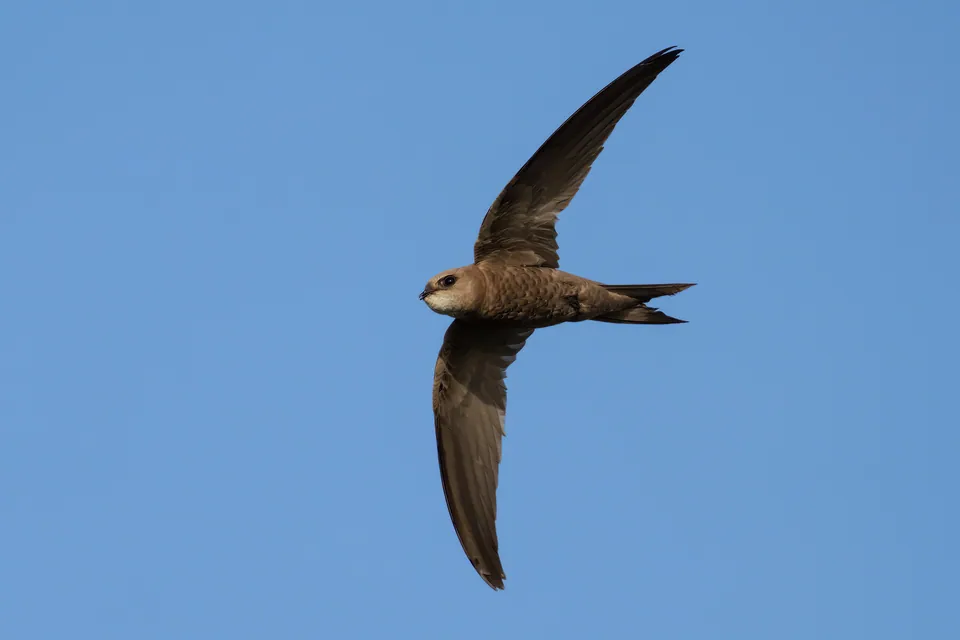 Fahlsegler (Apus pallidus) erkennen — Foto, Gesang und Steckbrief der Vogelart aufgenommen in Montreuil-Bonnin, 86470 Boivre-la-Vallée, France