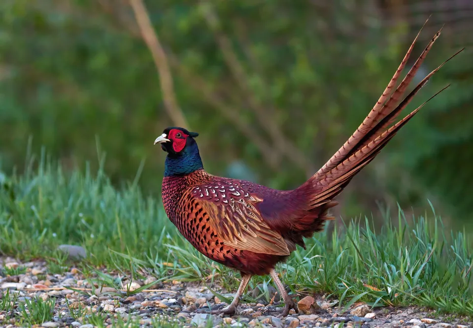 Fasan (Phasianus colchicus) — Aufnahme 3 aufgenommen in John J. Audubon Regional Nature And Artist Center, Rolla, MO, US, mit Informationen zu Merkmalen und Verbreitung