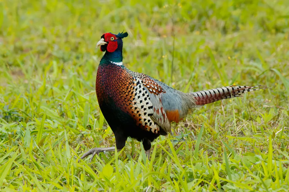Fasan (Phasianus colchicus) erkennen — Foto, Gesang und Steckbrief der Vogelart