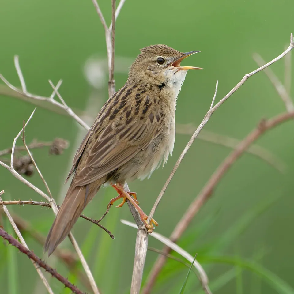 Feldschwirl (Locustella naevia) erkennen — Foto, Gesang und Steckbrief der Vogelart aufgenommen in Mifflin