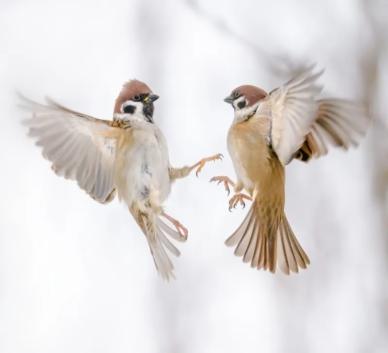 Feldsperling (Passer montanus) — Aufnahme 2 aufgenommen in The Grove, Consett, England, GB, mit Informationen zu Merkmalen und Verbreitung