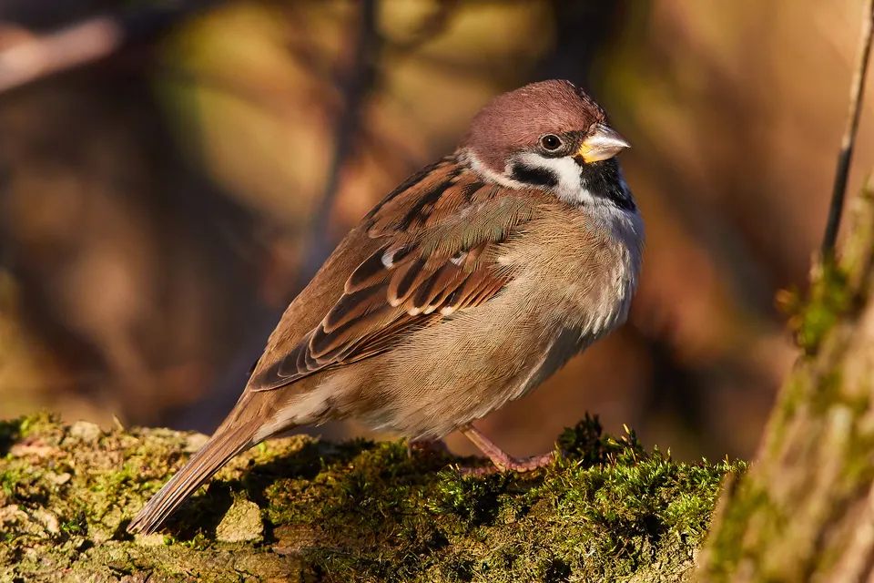 Feldsperling (Passer montanus) — Aufnahme 3 aufgenommen in Avenue Paul Alduy, Perpignan, Occitanie, FR, mit Informationen zu Merkmalen und Verbreitung