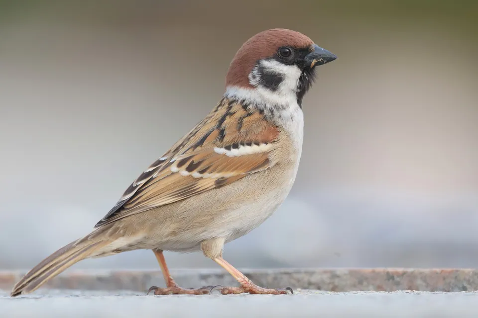 Feldsperling (Passer montanus) erkennen — Foto, Gesang und Steckbrief der Vogelart aufgenommen in 24195 Valdefresno, León, España