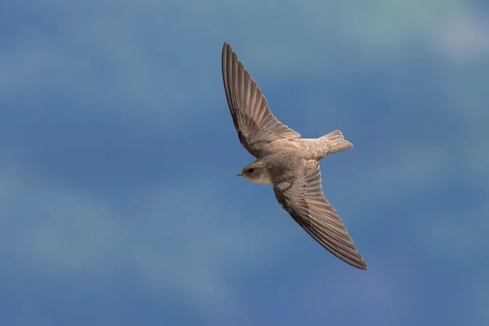 Felsenschwalbe (Ptyonoprogne rupestris) erkennen — Foto, Gesang und Steckbrief der Vogelart aufgenommen in United States
