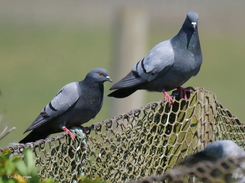 Felsentaube (Columba livia) — Aufnahme 2 aufgenommen in Кам'янський район, Черкаська область, Україна, mit Informationen zu Merkmalen und Verbreitung