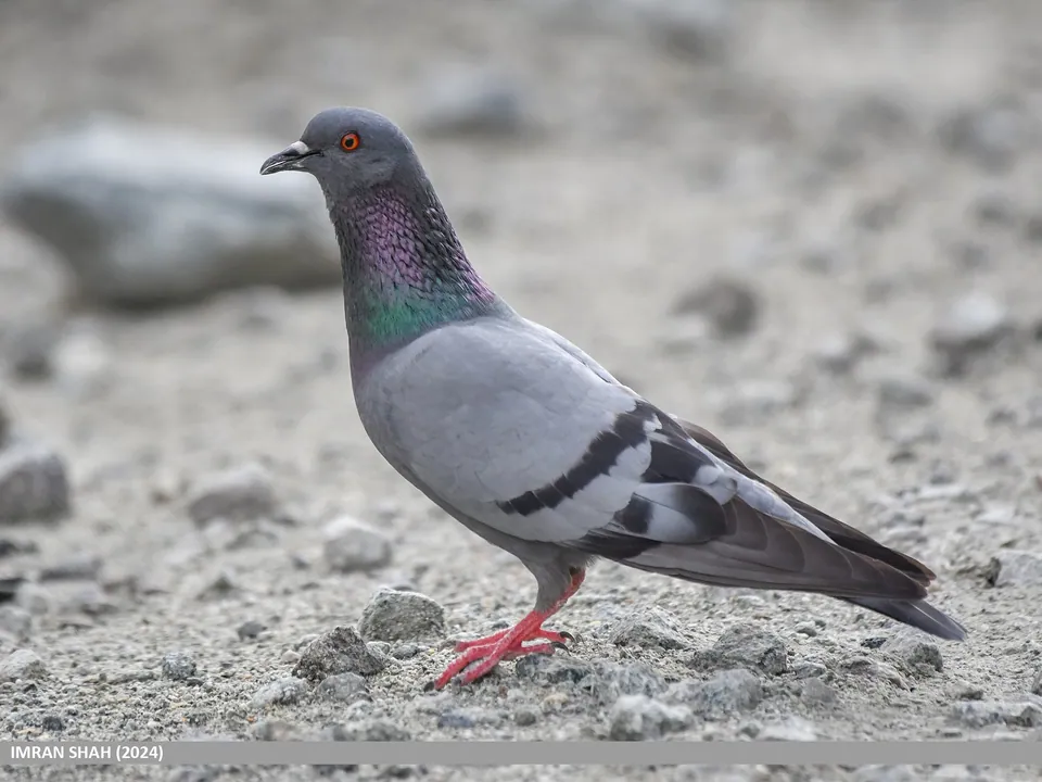 Felsentaube (Columba livia) erkennen — Foto, Gesang und Steckbrief der Vogelart aufgenommen in Trentino-Alto Adige, IT