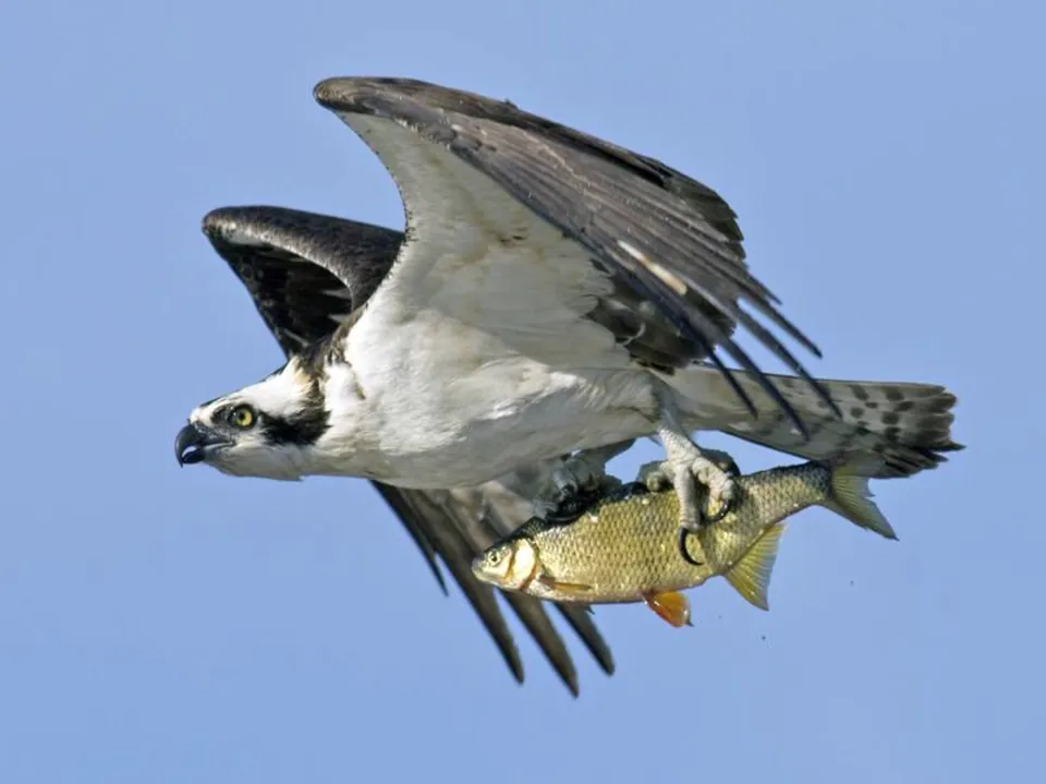 Fischadler (Pandion haliaetus) — Aufnahme 2 aufgenommen in Berea, KY 40403, USA, mit Informationen zu Merkmalen und Verbreitung