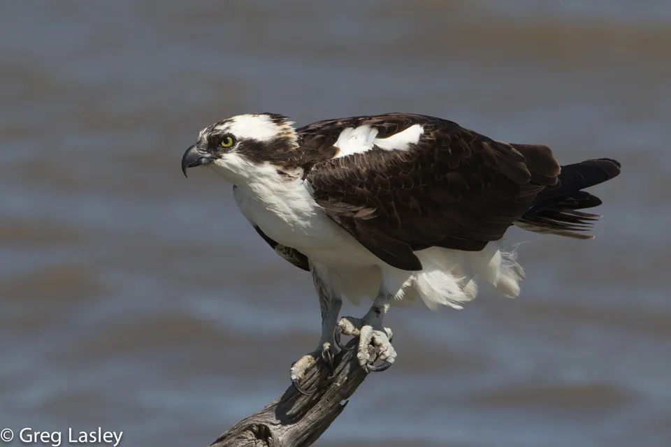Fischadler (Pandion haliaetus) erkennen — Foto, Gesang und Steckbrief der Vogelart aufgenommen in Yellville, AR 72687, USA