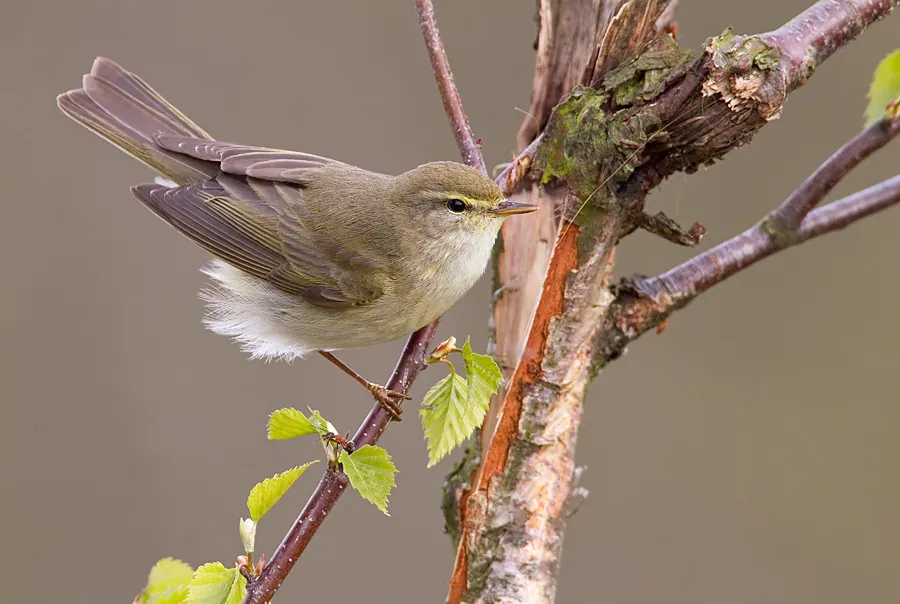 Fitis (Phylloscopus trochilus) — Aufnahme 2 aufgenommen in North Walbottle Road - Northumberland Gardens, North Walbottle, Newcastle upon Tyne NE15, UK, mit Informationen zu Merkmalen und Verbreitung