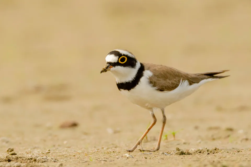 Flussregenpfeifer (Charadrius dubius) — Aufnahme 3 aufgenommen in California, US, mit Informationen zu Merkmalen und Verbreitung
