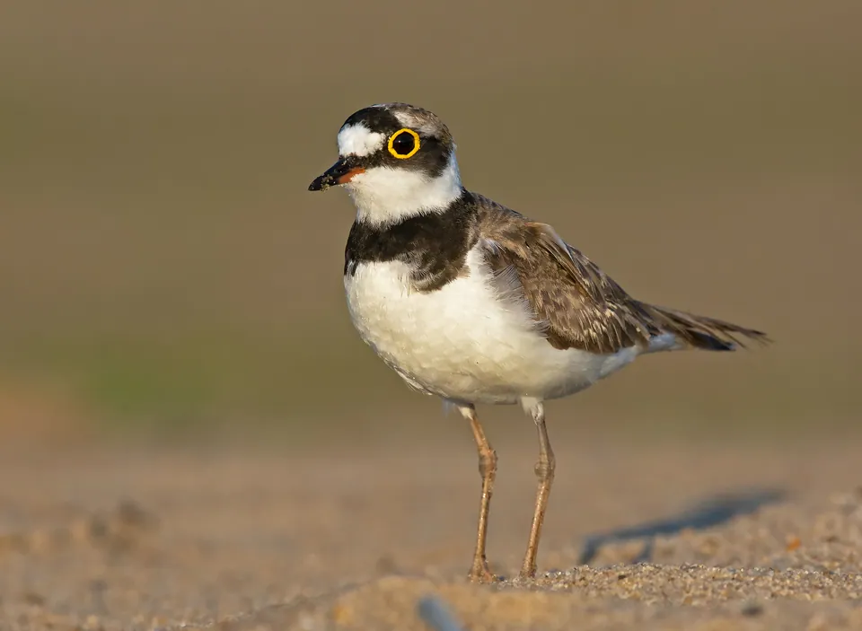 Flussregenpfeifer (Charadrius dubius) erkennen — Foto, Gesang und Steckbrief der Vogelart aufgenommen in Polk County, US-AR, US