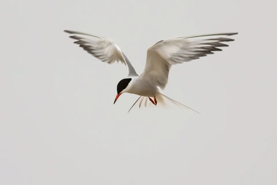 Flussseeschwalbe (Sterna hirundo) — Aufnahme 2 aufgenommen in Kilborn / Virginia, Ottawa, ON K1H 6N1, Canada, mit Informationen zu Merkmalen und Verbreitung