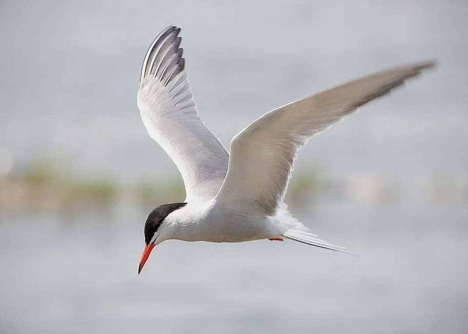 Flussseeschwalbe (Sterna hirundo) erkennen — Foto, Gesang und Steckbrief der Vogelart aufgenommen in Texas, US