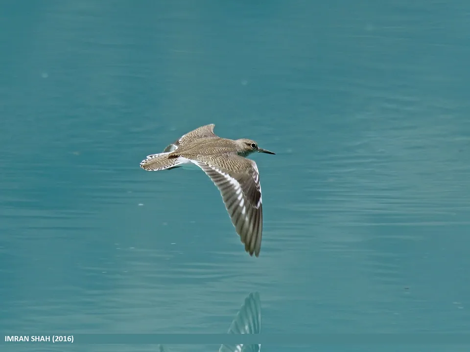 Flussuferläufer (Actitis hypoleucos) — Aufnahme 2 aufgenommen in 6020 Innsbruck, Österreich, mit Informationen zu Merkmalen und Verbreitung