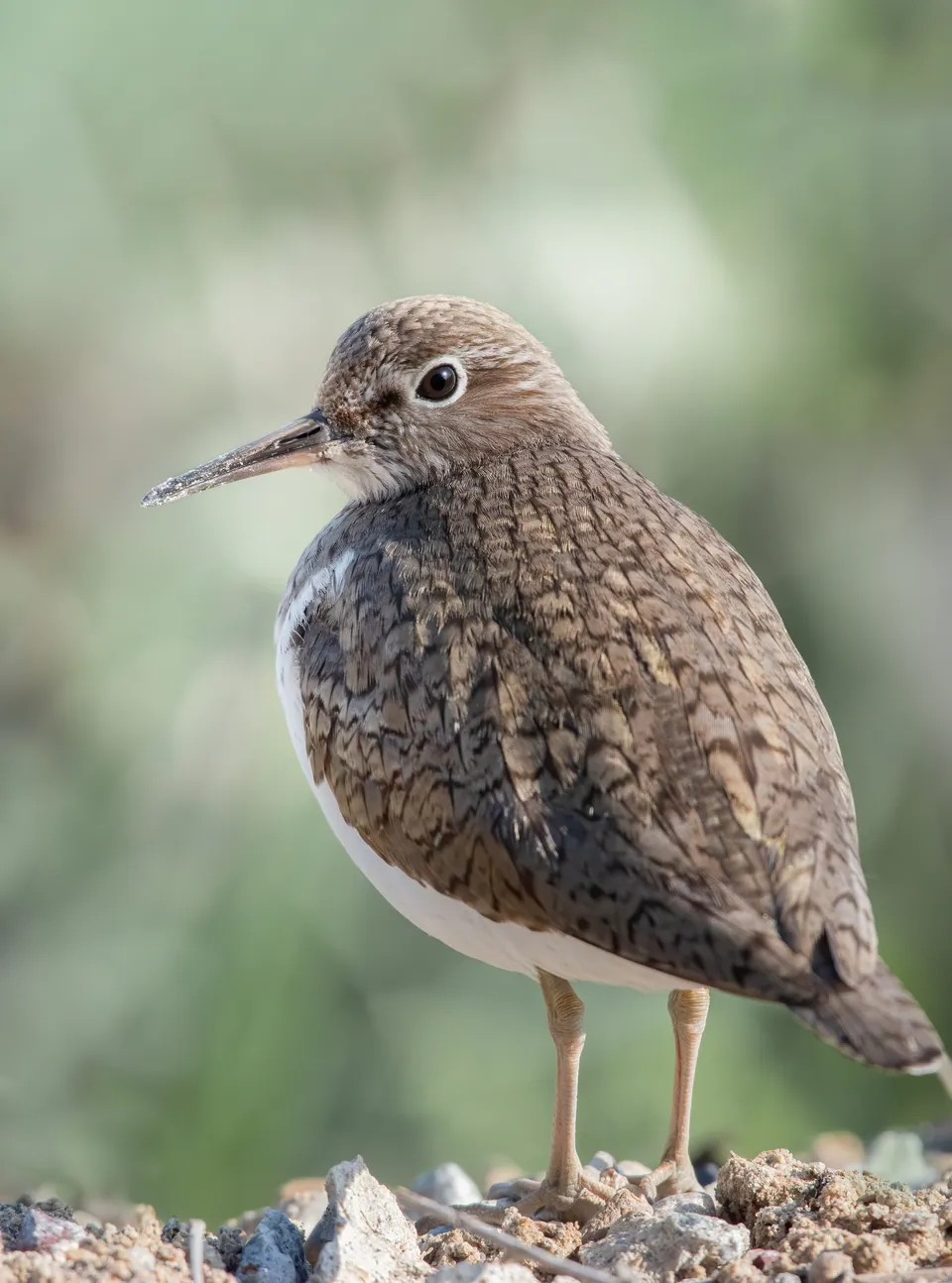 Flussuferläufer (Actitis hypoleucos) — Aufnahme 3 aufgenommen in Carretera la Marañosa, Pinto, Madrid, ES, mit Informationen zu Merkmalen und Verbreitung