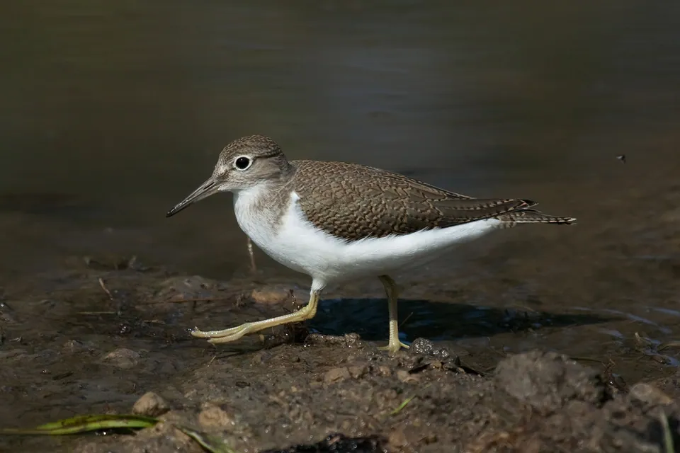 Flussuferläufer (Actitis hypoleucos) erkennen — Foto, Gesang und Steckbrief der Vogelart aufgenommen in Szombathely, Magyarország