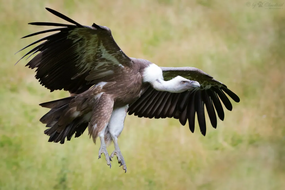Gänsegeier (Gyps fulvus) — Aufnahme 2 aufgenommen in Richards Bay, South Africa, mit Informationen zu Merkmalen und Verbreitung