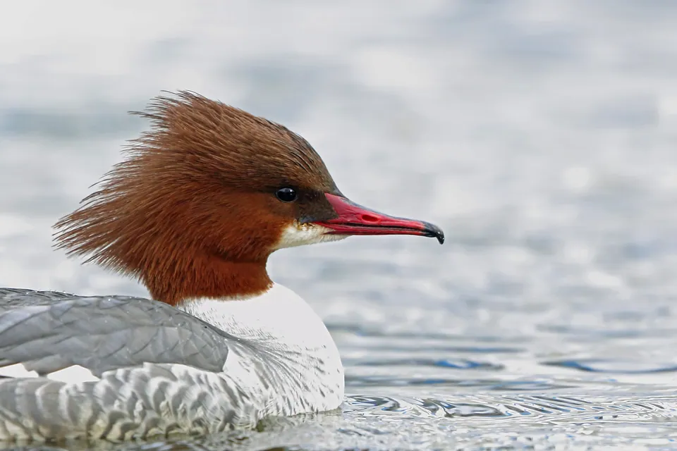 Gänsesäger (Mergus merganser) — Aufnahme 3 aufgenommen in Warren Recreational Rail Trail, Warren, NH, US, mit Informationen zu Merkmalen und Verbreitung