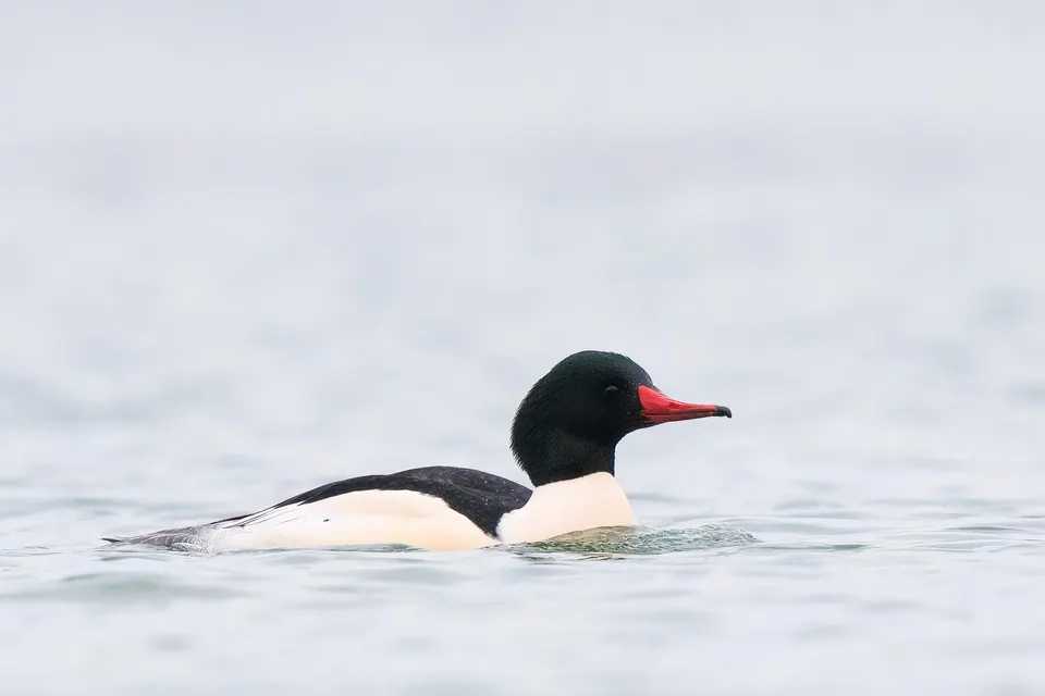Gänsesäger (Mergus merganser) erkennen — Foto, Gesang und Steckbrief der Vogelart aufgenommen in Eagle Creek, Speedway, IN, USA