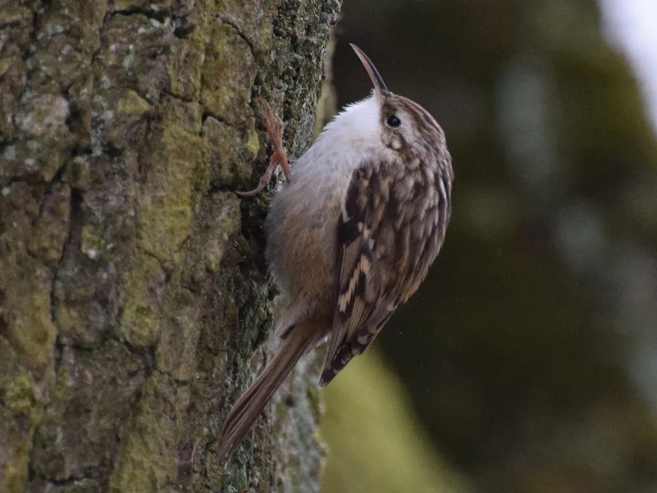 Gartenbaumläufer (Certhia brachydactyla) erkennen — Foto, Gesang und Steckbrief der Vogelart aufgenommen in Pardee Rd, Delancey, NY, US