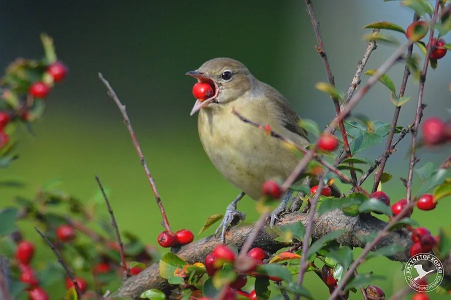 Gartengrasmücke (Sylvia borin) erkennen — Foto, Gesang und Steckbrief der Vogelart aufgenommen in Ioulida, South Aegean, GR