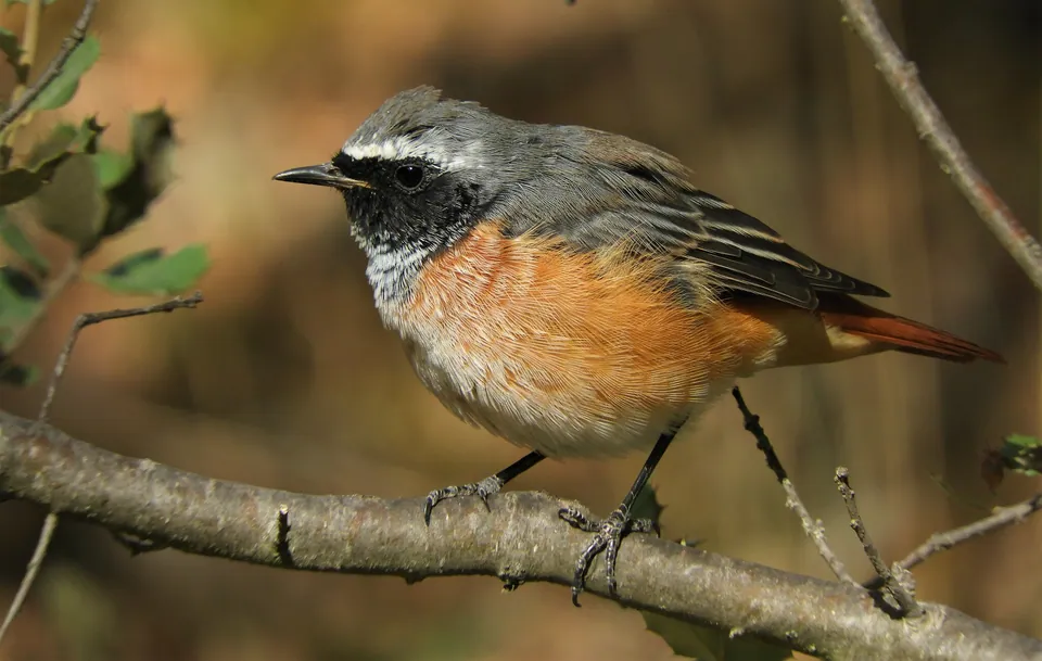 Gartenrotschwanz (Phoenicurus phoenicurus) erkennen — Foto, Gesang und Steckbrief der Vogelart
